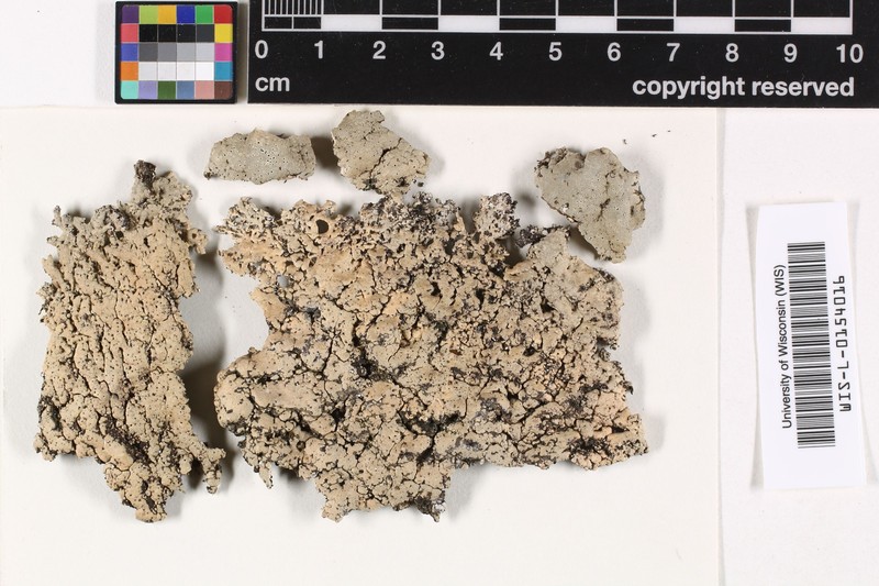 Wight's Myriotrema Lichen photo 2