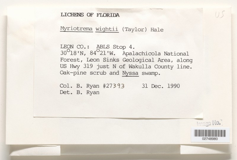 Wight's Myriotrema Lichen photo 3