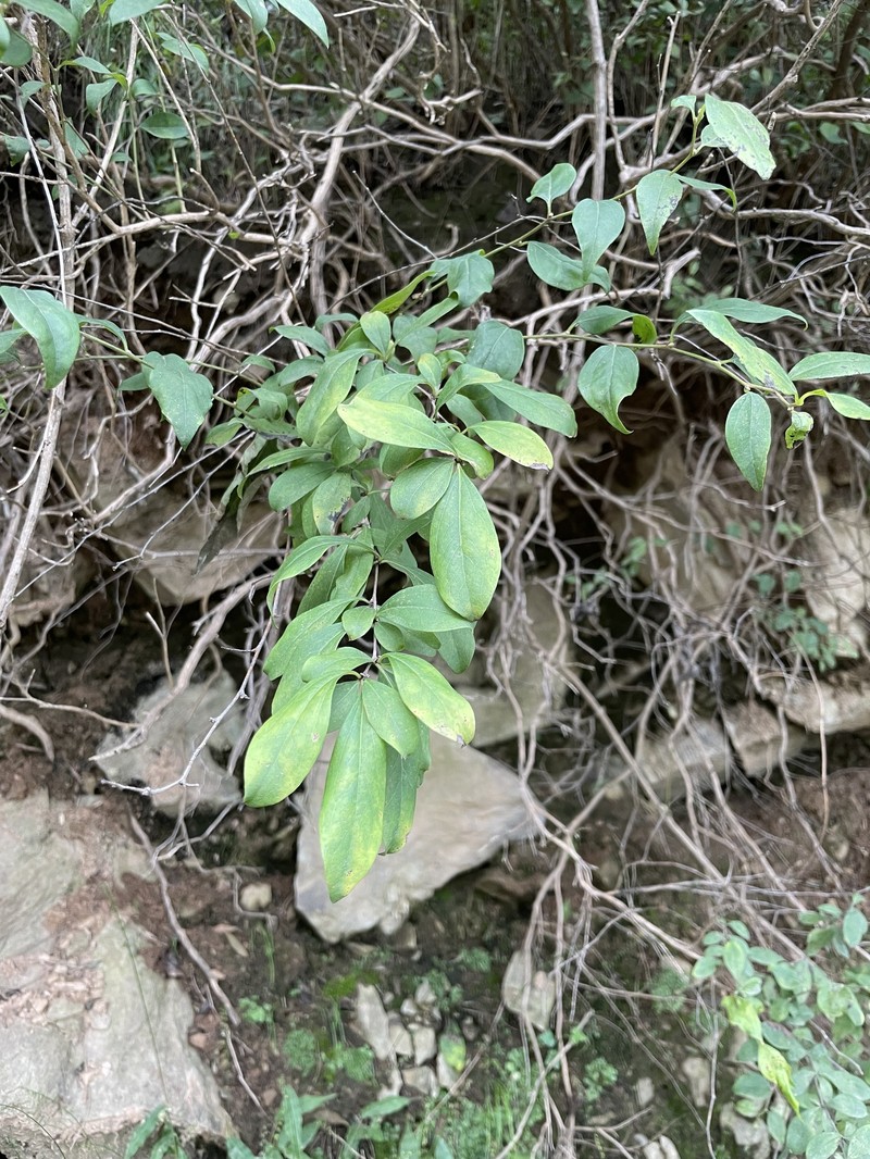 Myripnois dioica