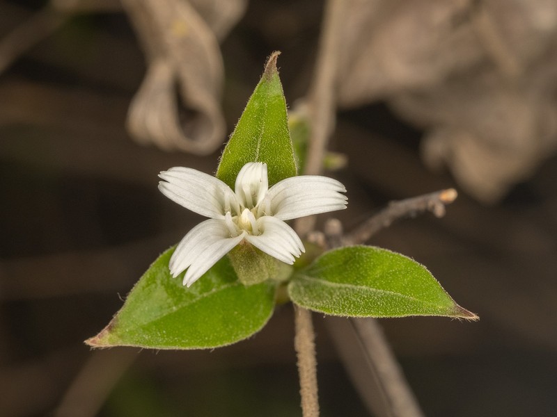 Myripnois dioica photo 2