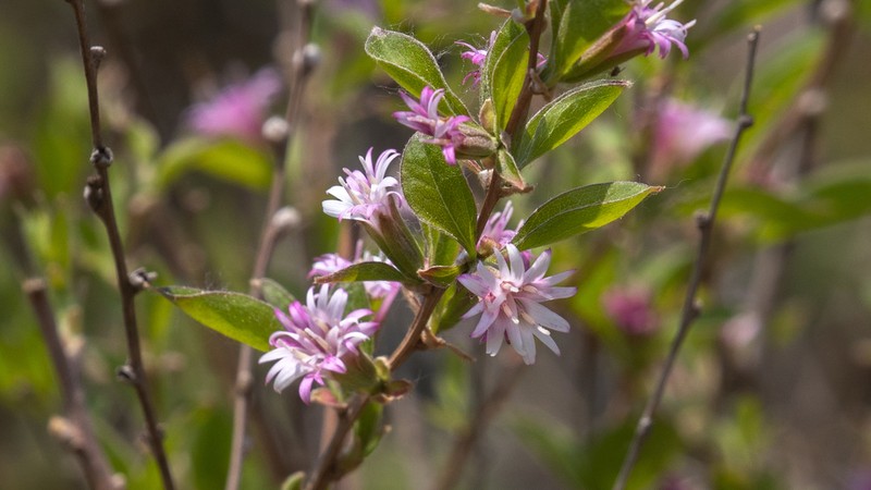 Myripnois dioica photo 3