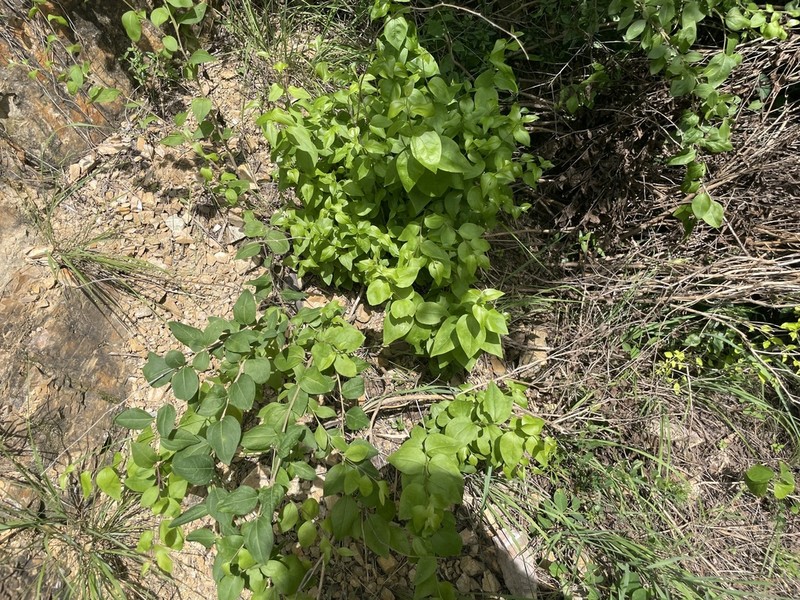 Myripnois dioica photo 4