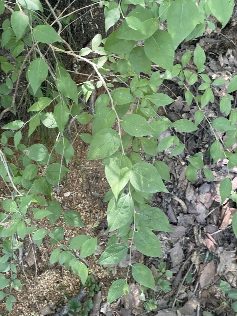 Myripnois dioica photo 5