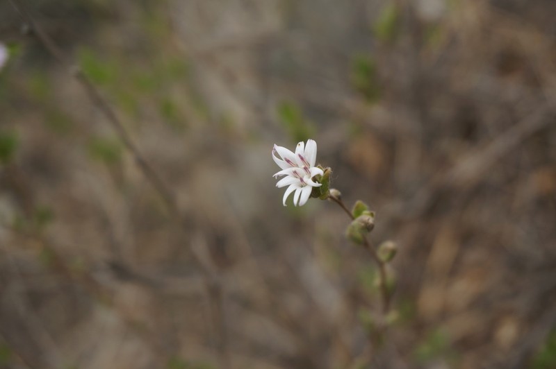 Myripnois dioica photo 6