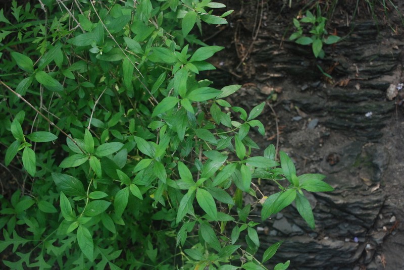 Myripnois dioica photo 7