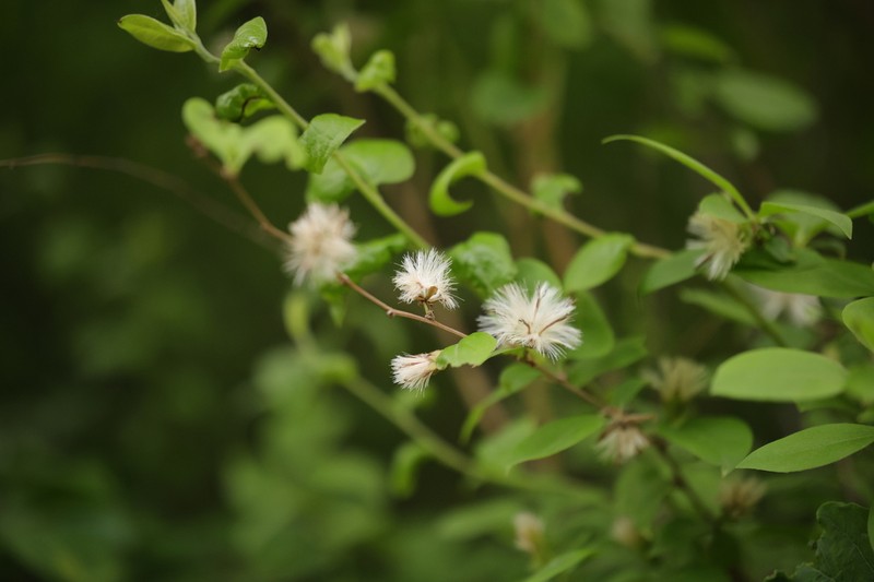 Myripnois dioica photo 8