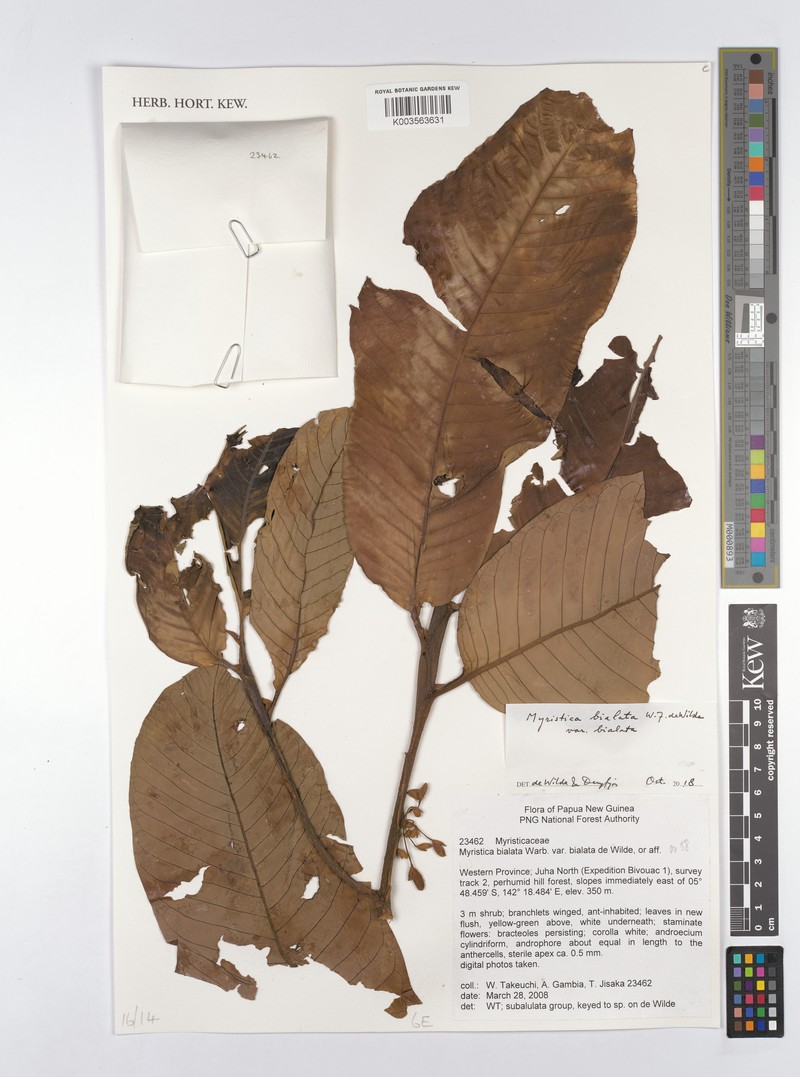 Myristica bialata var. bialata