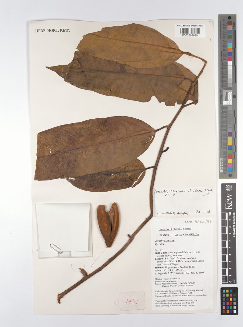 Myristica bialata var. bialata photo 2