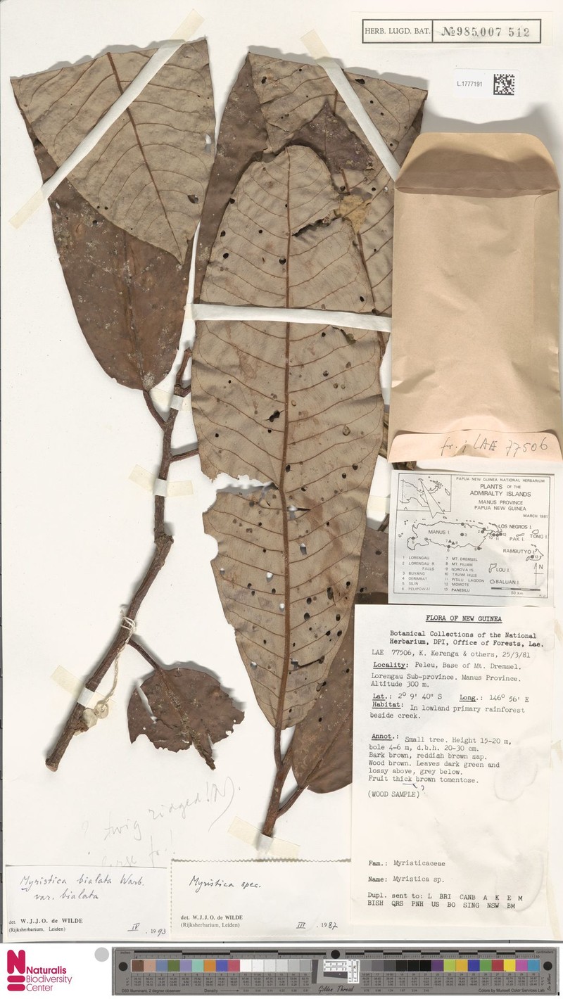 Myristica bialata var. bialata photo 3