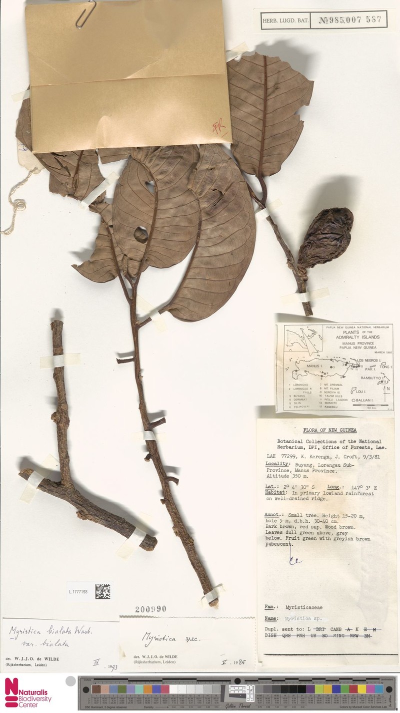 Myristica bialata var. bialata photo 4