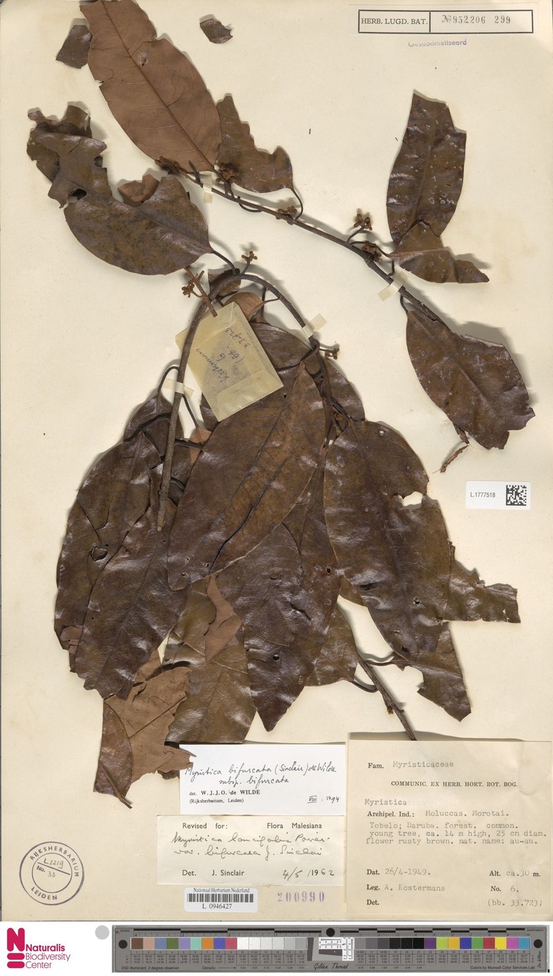 Myristica bifurcata subsp. bifurcata