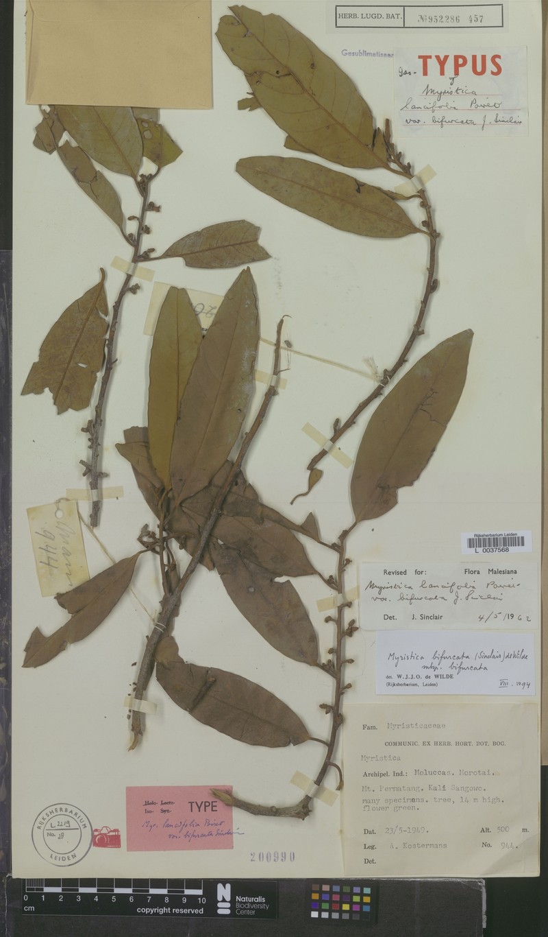 Myristica bifurcata subsp. bifurcata photo 2