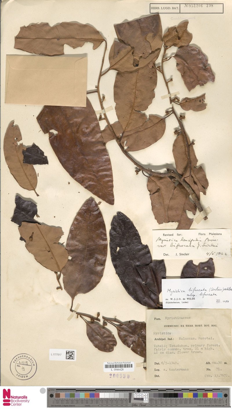 Myristica bifurcata subsp. bifurcata photo 3