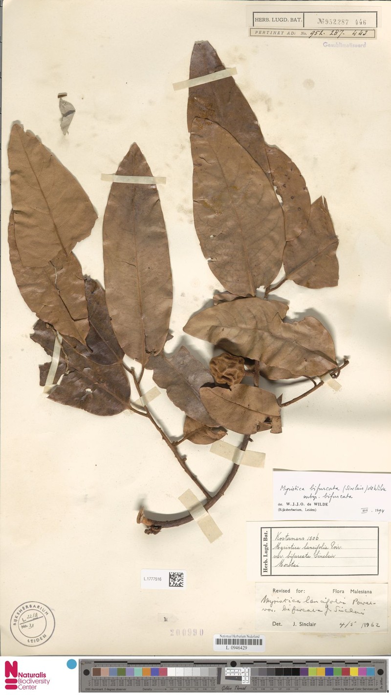 Myristica bifurcata subsp. bifurcata photo 4