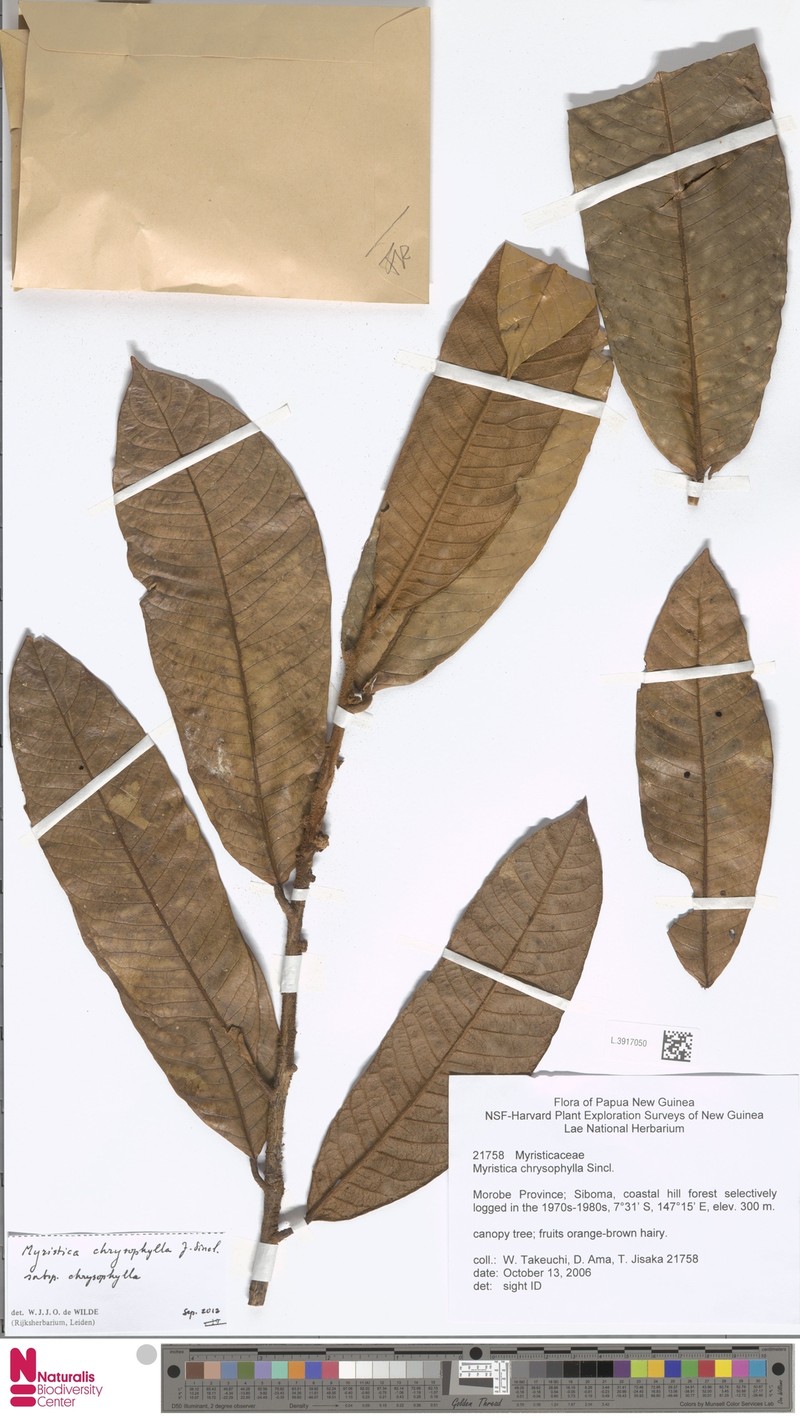 Myristica chrysophylla subsp. chrysophylla