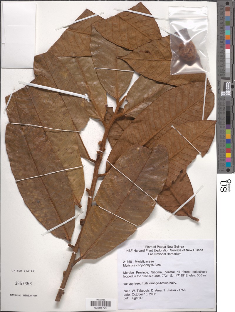 Myristica chrysophylla subsp. chrysophylla photo 2