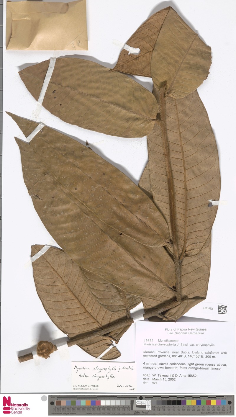 Myristica chrysophylla subsp. chrysophylla photo 3