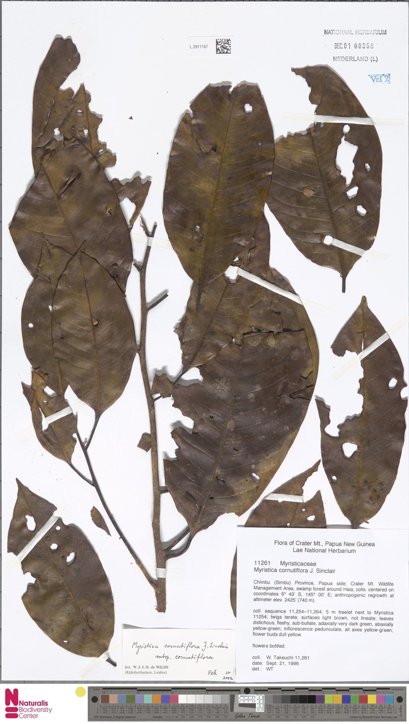 Myristica cornutiflora subsp. cornutiflora