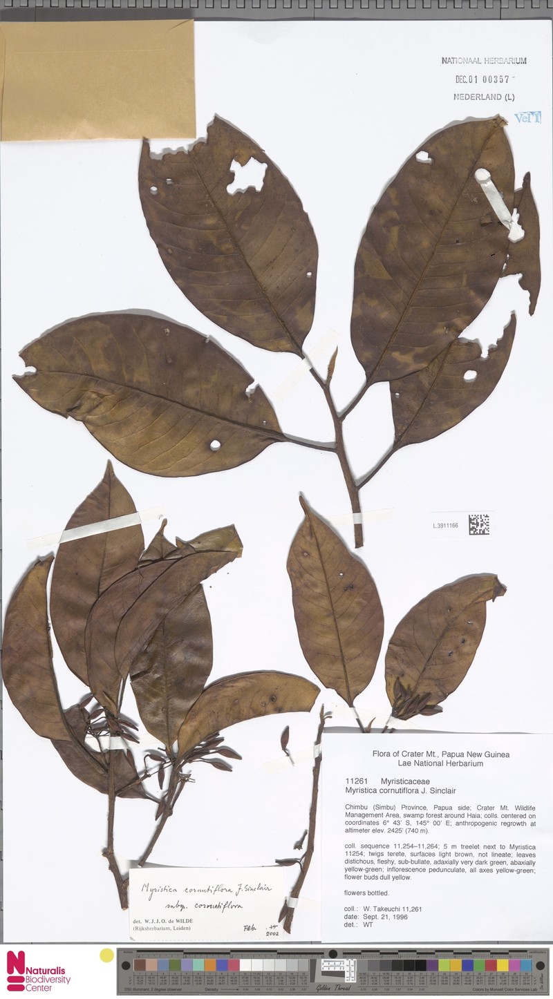 Myristica cornutiflora subsp. cornutiflora photo 2
