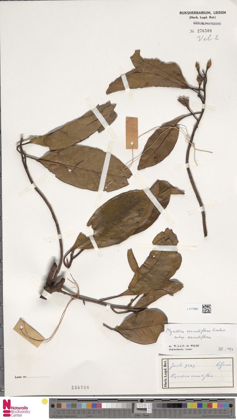 Myristica cornutiflora subsp. cornutiflora photo 3