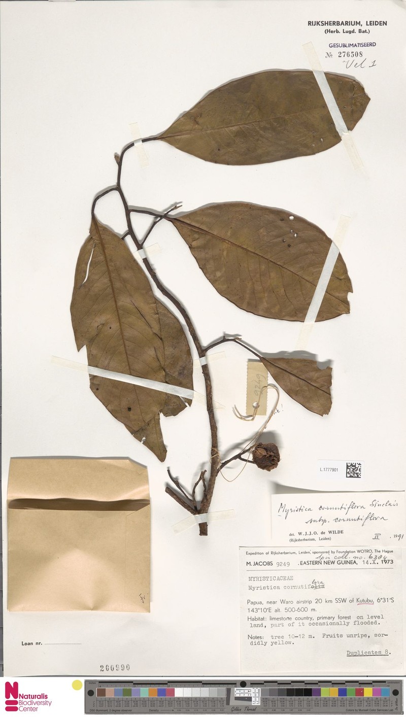 Myristica cornutiflora subsp. cornutiflora photo 4