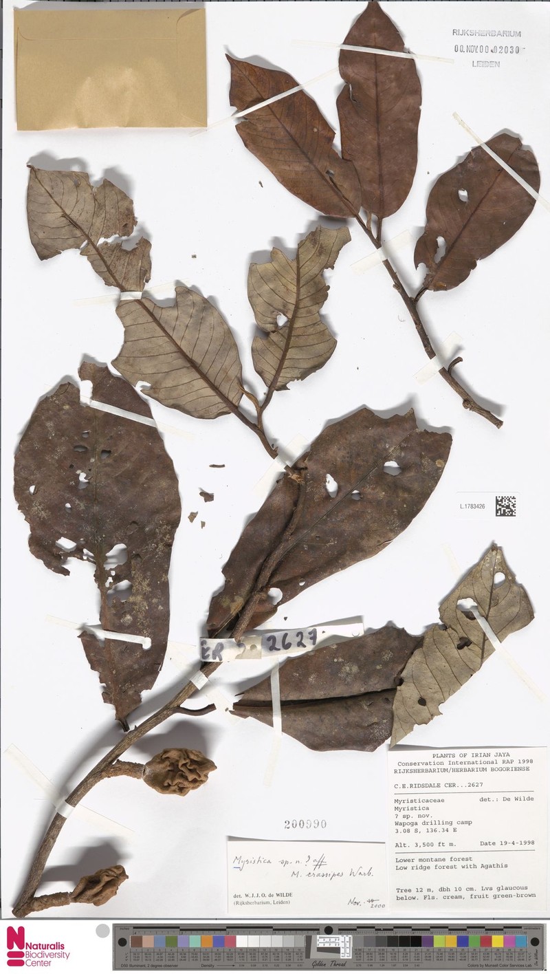 Myristica crassipes subsp. crassipes