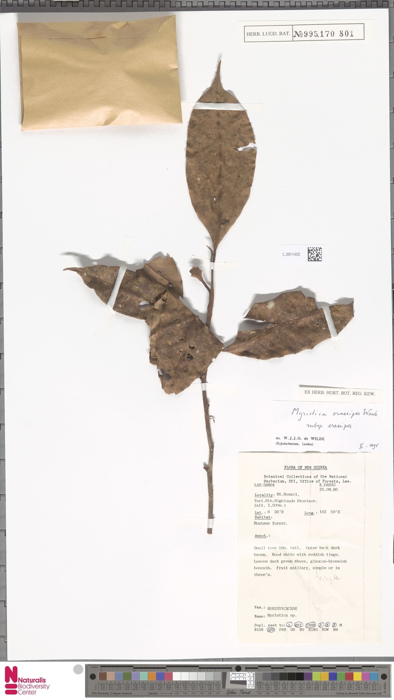 Myristica crassipes subsp. crassipes photo 2