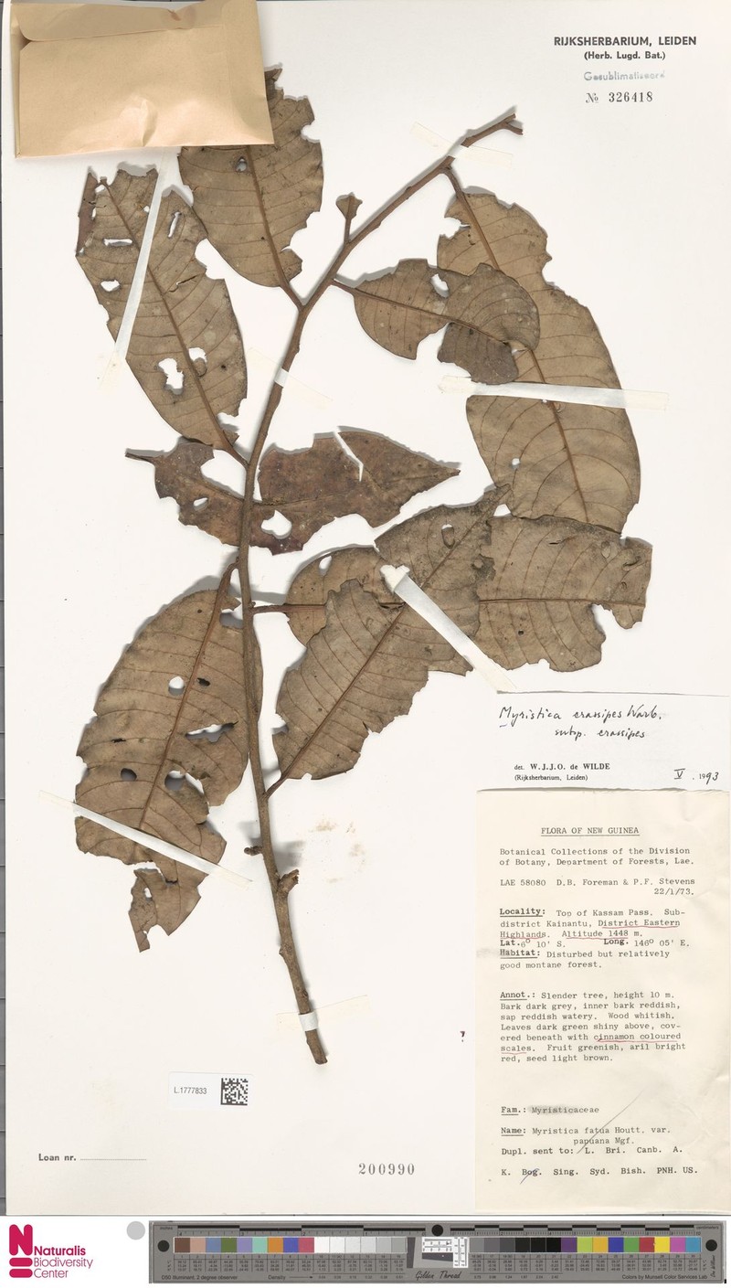 Myristica crassipes subsp. crassipes photo 3