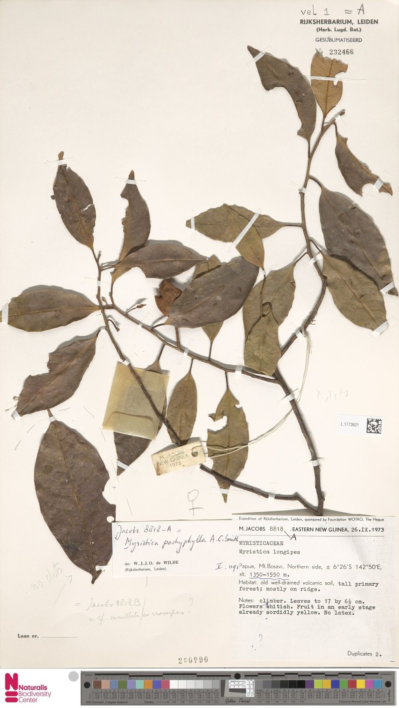 Myristica crassipes subsp. crassipes photo 4