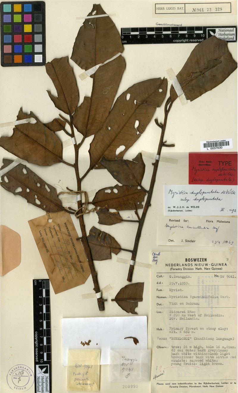 Myristica duplopunctata subsp. duplopunctata