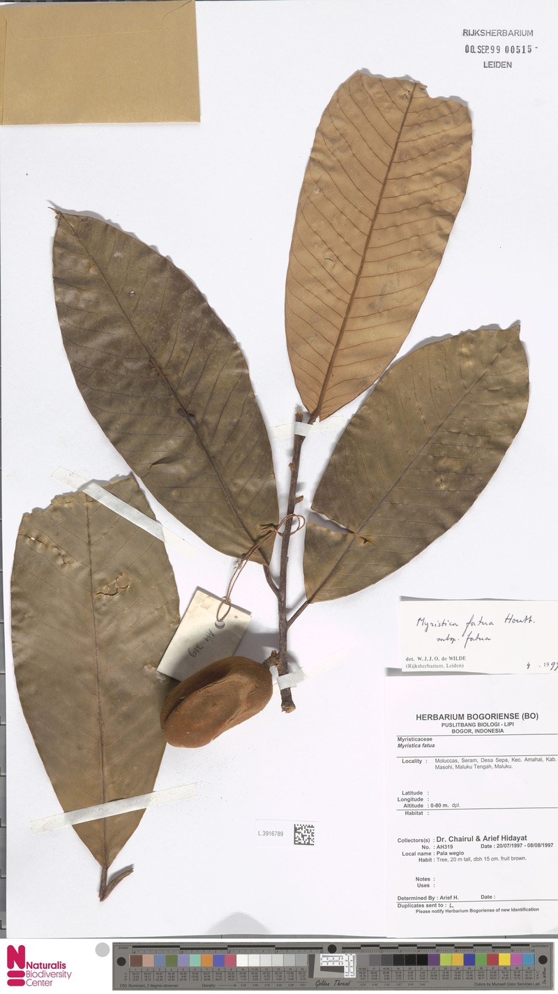 Myristica fatua subsp. fatua