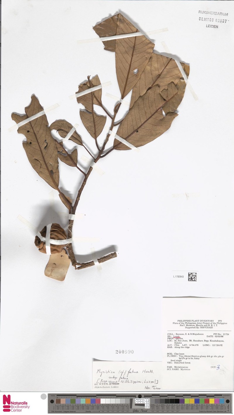 Myristica fatua subsp. fatua photo 2