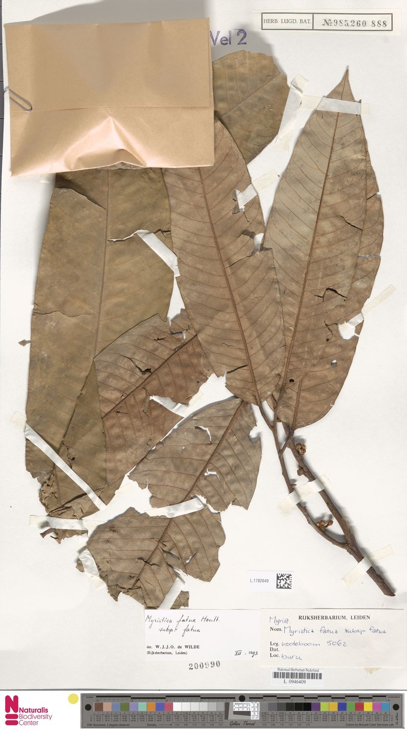 Myristica fatua subsp. fatua photo 3