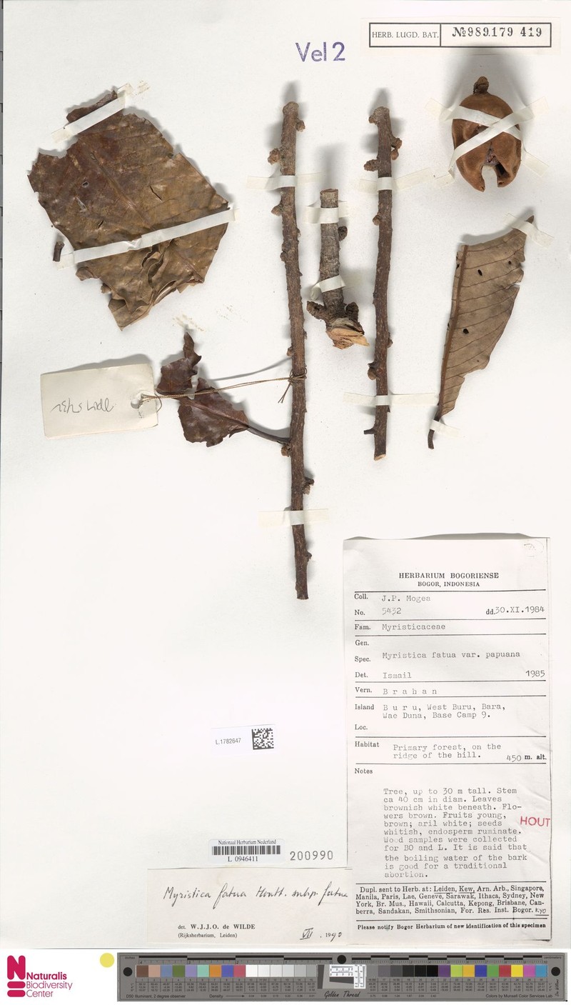 Myristica fatua subsp. fatua photo 4