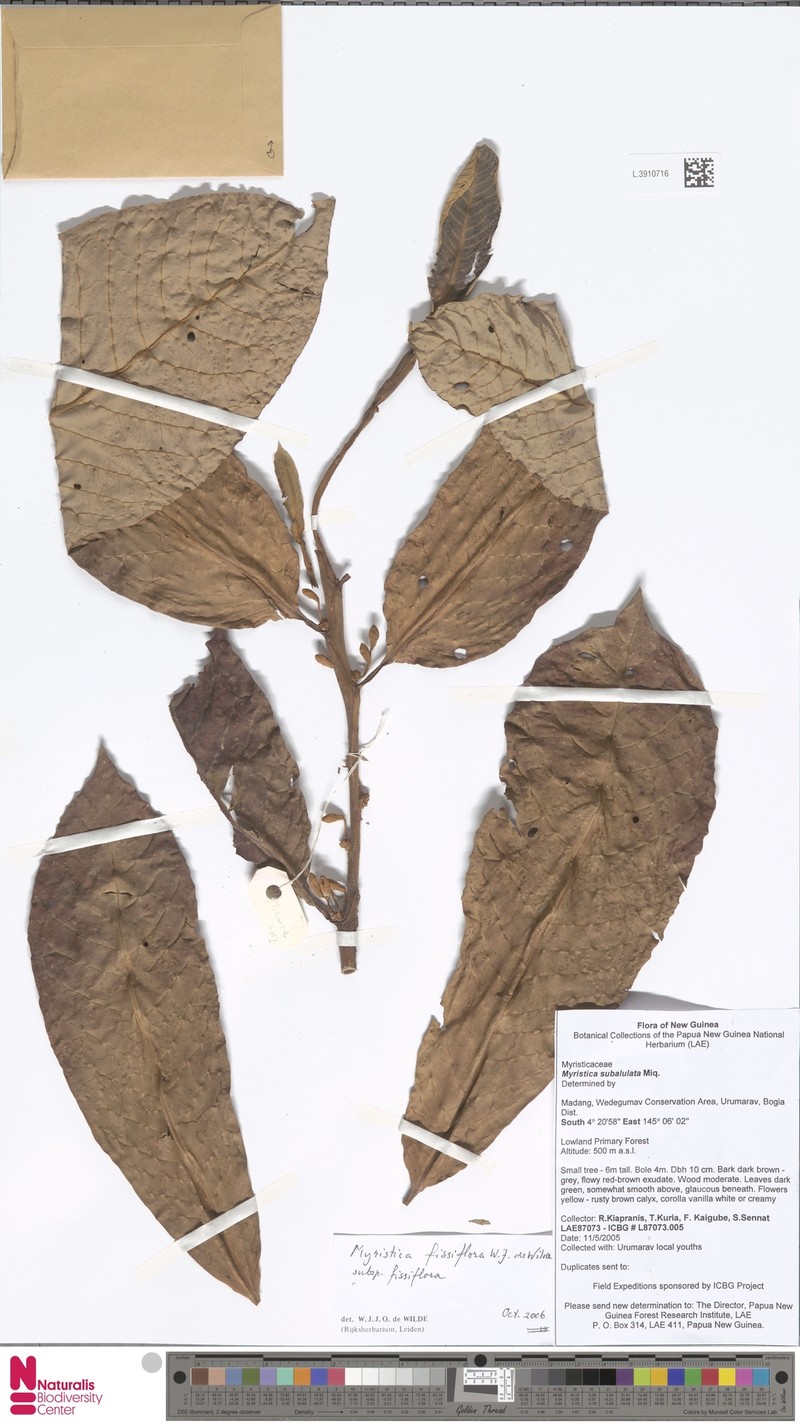 Myristica fissiflora subsp. fissiflora