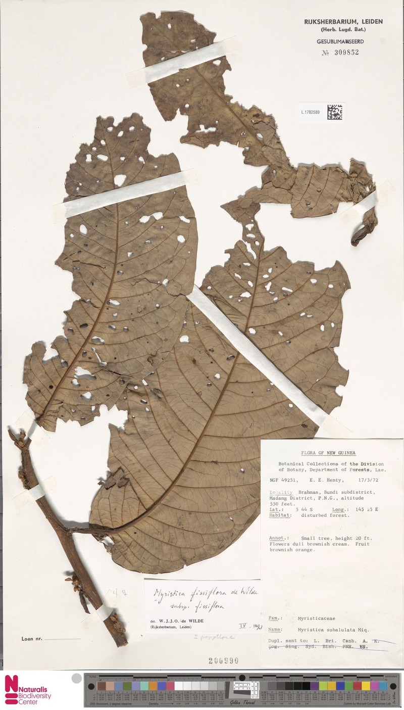 Myristica fissiflora subsp. fissiflora photo 2