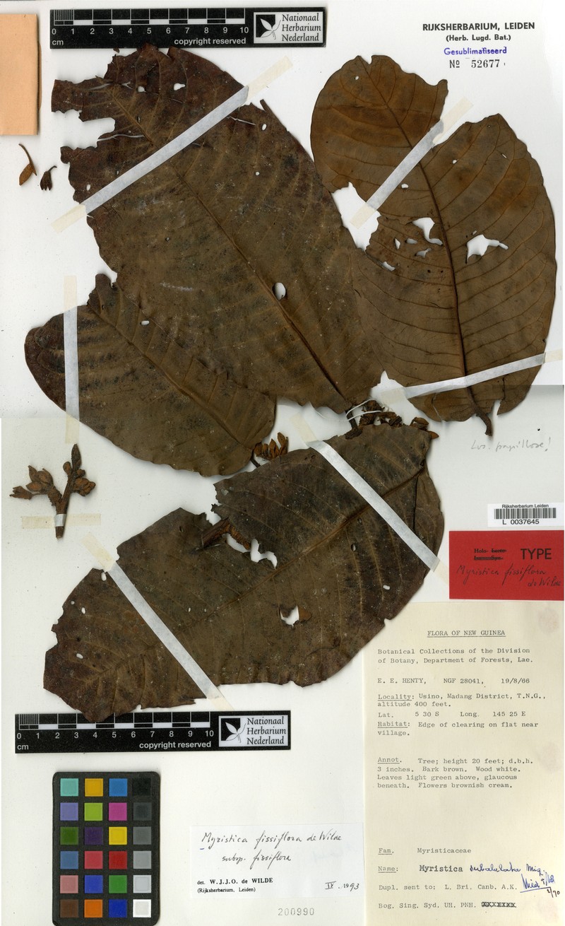 Myristica fissiflora subsp. fissiflora photo 3