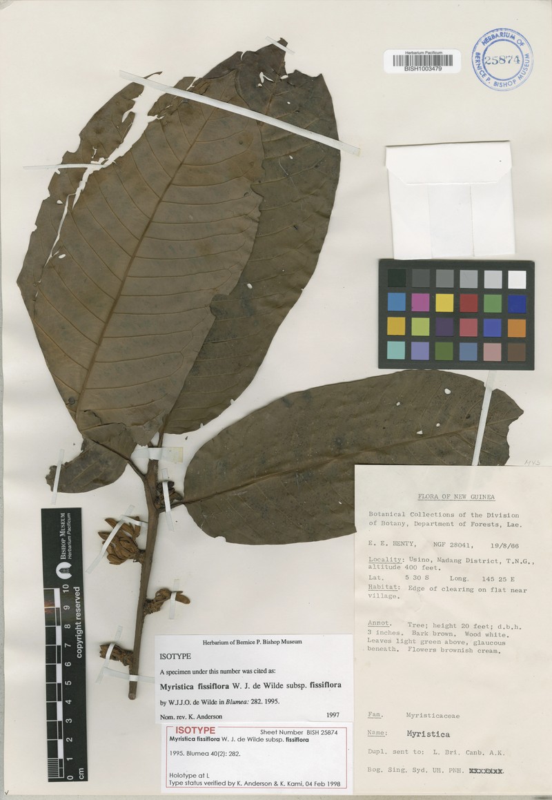 Myristica fissiflora subsp. fissiflora photo 4