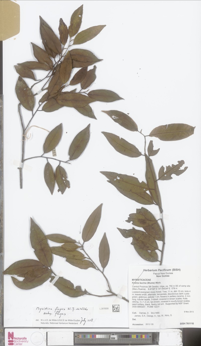 Myristica fugax subsp. fugax