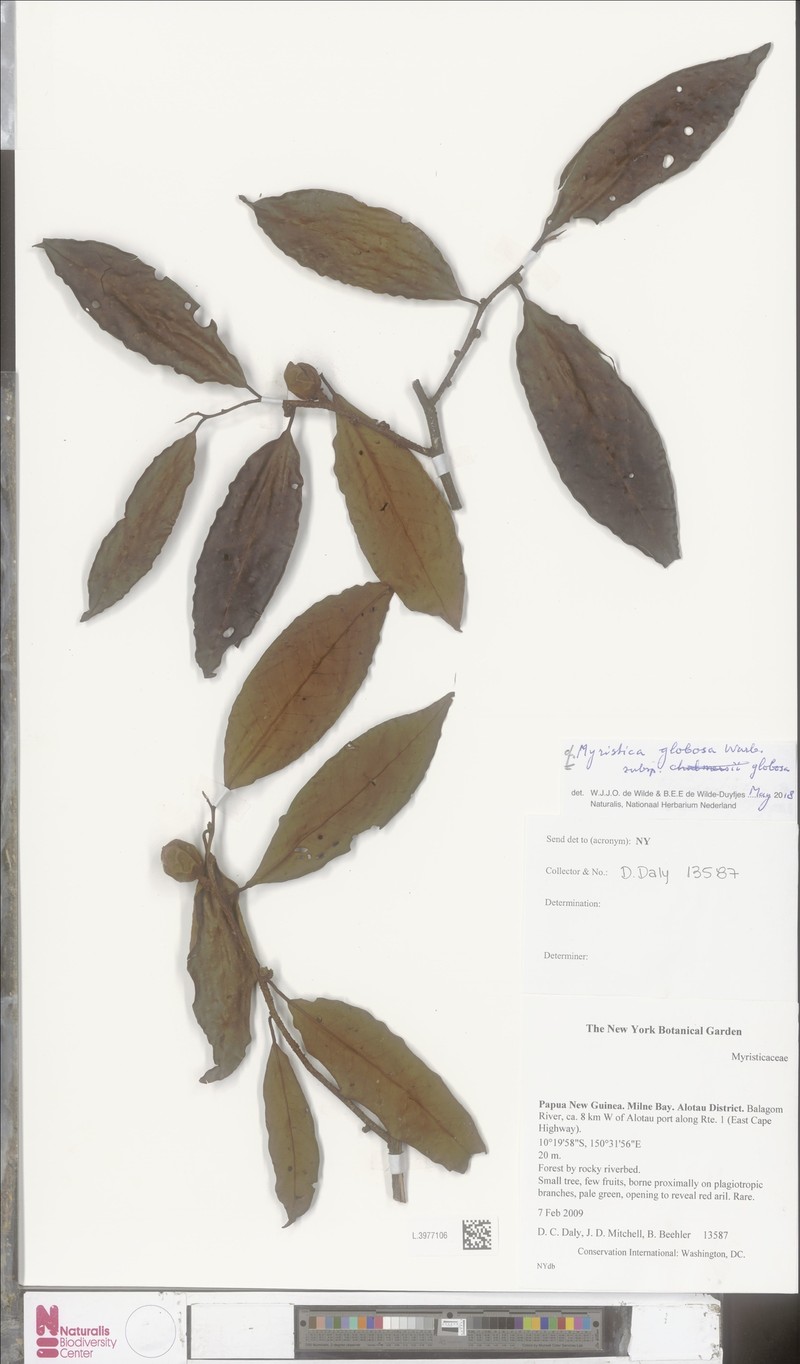 Myristica globosa subsp. globosa