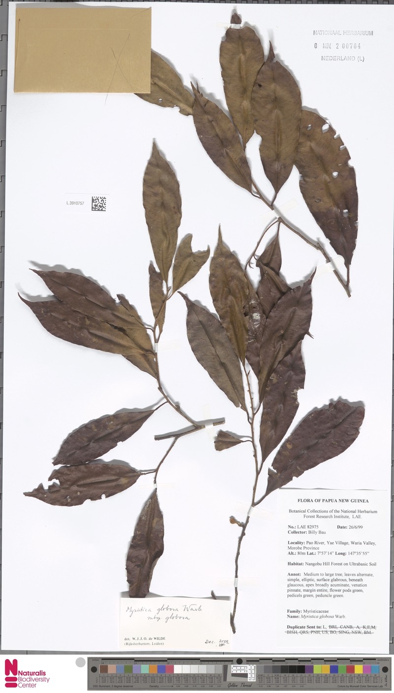 Myristica globosa subsp. globosa photo 2