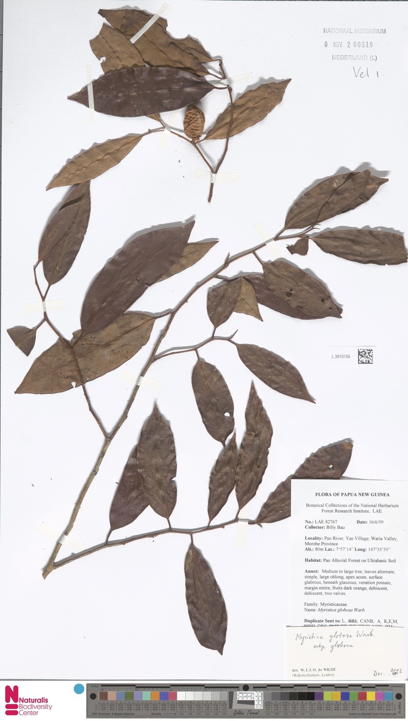 Myristica globosa subsp. globosa photo 3