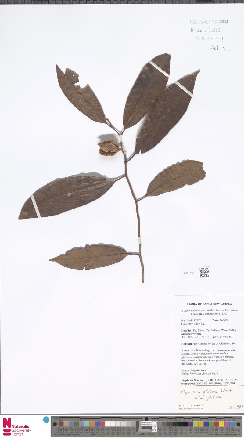 Myristica globosa subsp. globosa photo 4