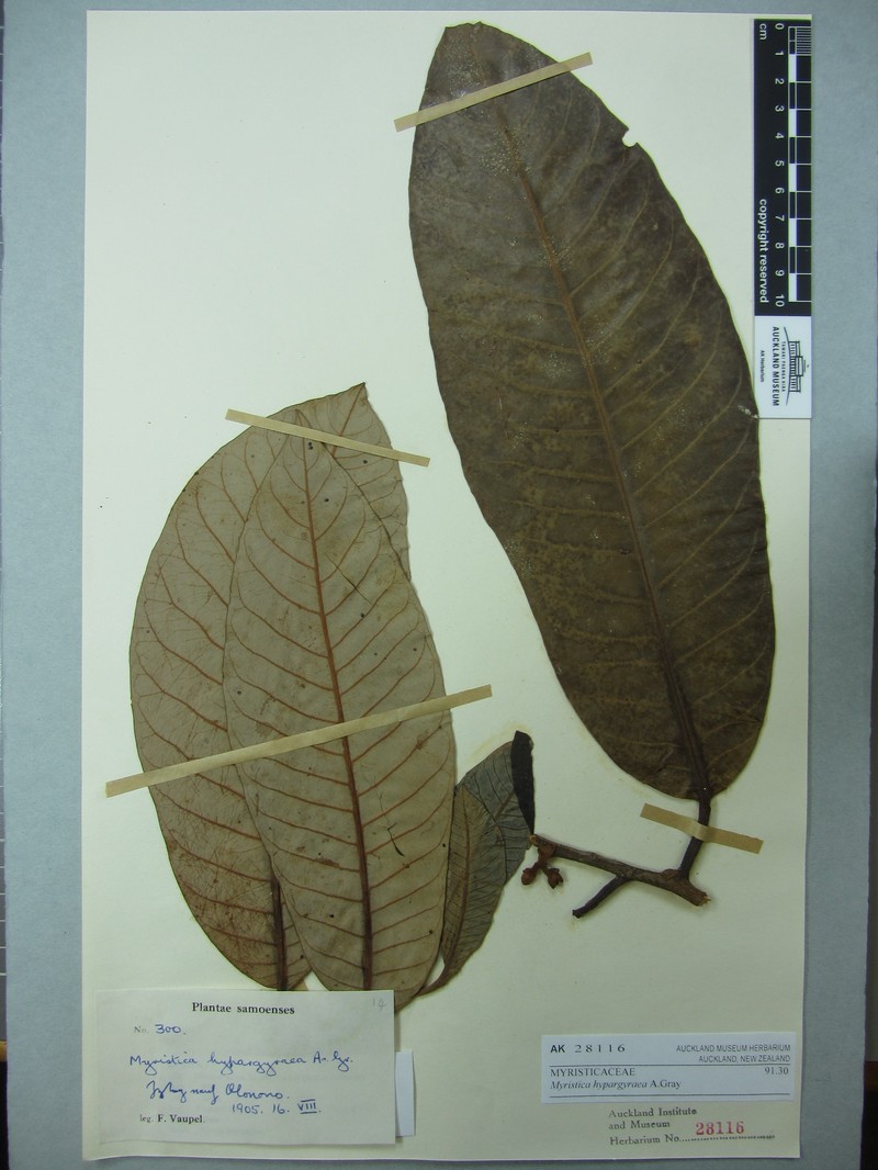 Silverleaf Nutmeg photo 2