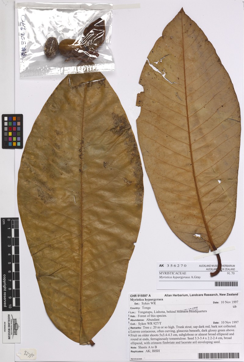 Silverleaf Nutmeg