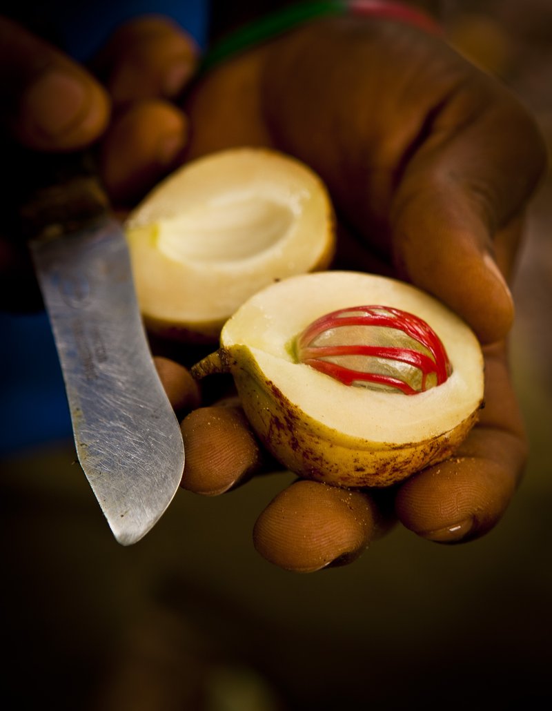 Silverleaf Nutmeg photo 5