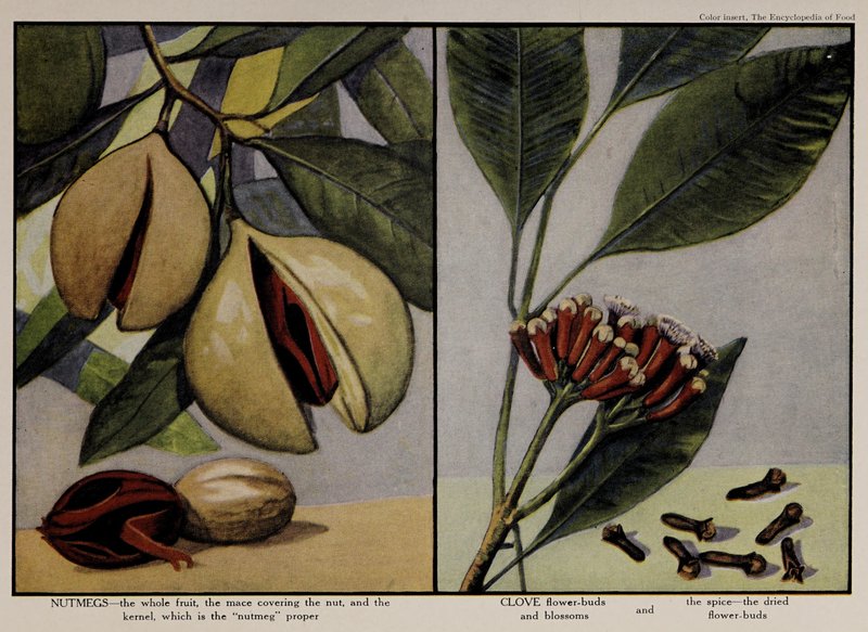 Silverleaf Nutmeg photo 6
