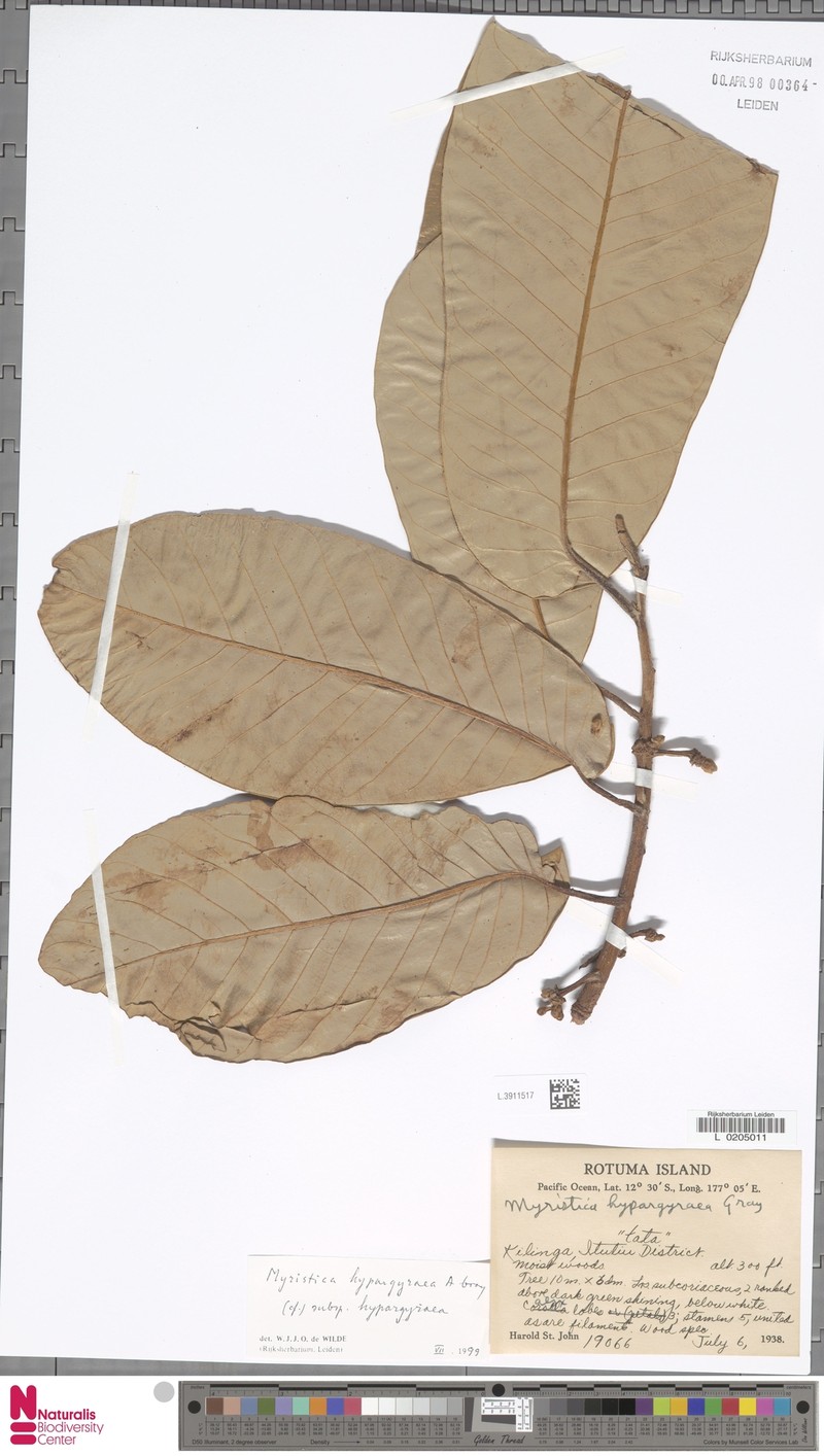 Myristica hypargyraea subsp. hypargyraea