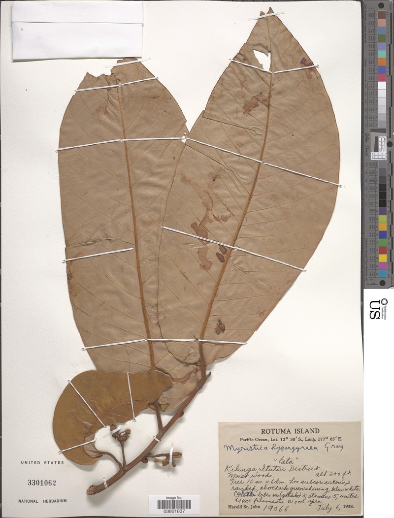 Myristica hypargyraea subsp. hypargyraea photo 2
