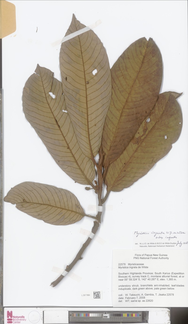 Myristica ingrata subsp. ingrata